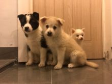 Pomsky puppies for a new home