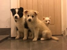 Pomsky Puppies Males & Females