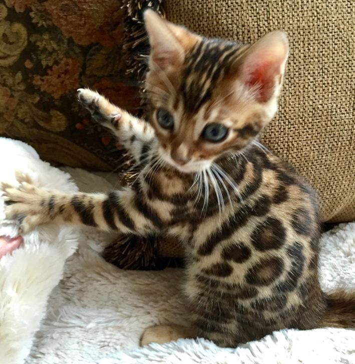 Bengal Kittens available. Call or text @(204) 800-5802 Image eClassifieds4u