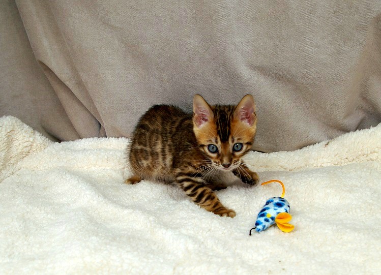 lovely bengal kitten for adoption Image eClassifieds4u