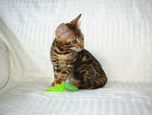 cute bengal kitten for a new home Image eClassifieds4U