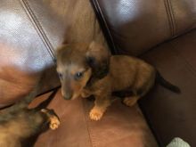 Mini dachshund puppies for adoption Image eClassifieds4u 2