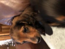 Mini dachshund puppies for adoption Image eClassifieds4u 2