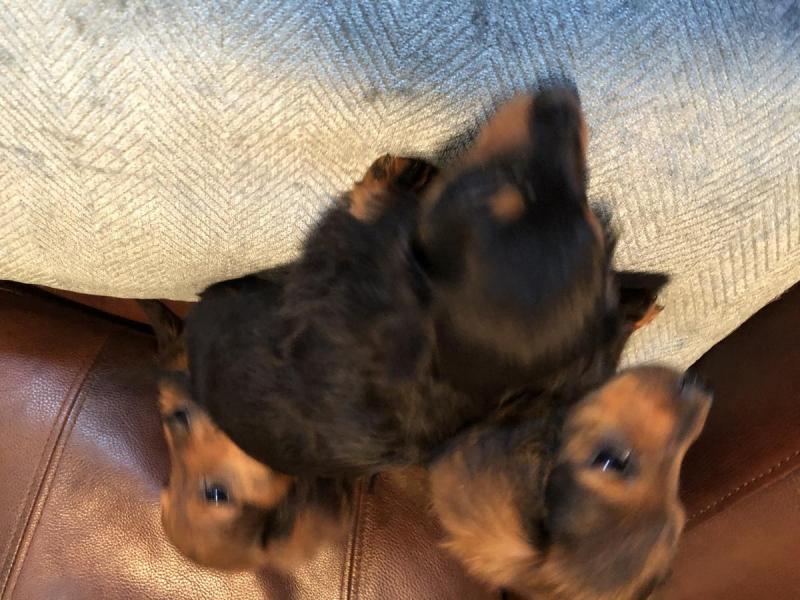 Mini dachshund puppies for adoption Image eClassifieds4u