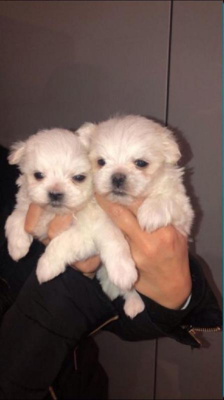 Nice and Healthy Maltese Puppies Available Image eClassifieds4u