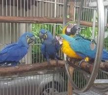 Blue & Gold Macaw parrots /Hyacinth macaw parrots /African grey & atoo parrots available now