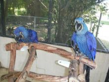 Blue & Gold Macaw parrots /Hyacinth macaw parrots /African grey & atoo parrots available now