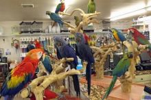 Blue & Gold Macaw parrots /Hyacinth macaw parrots /African grey & atoo parrots available now