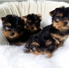 Yorkshire Terrier Puppies For Adoption contact me via... kaileynarinder31@gmail.com