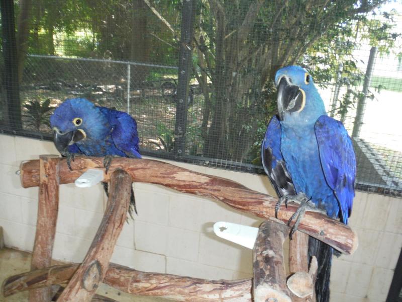 Blue & Gold Macaw parrots /Hyacinth macaw parrots /African grey & atoo parrots available now Image eClassifieds4u