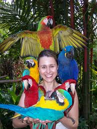 Blue & Gold Macaw parrots /Hyacinth macaw parrots /African grey & atoo parrots available now Image eClassifieds4u