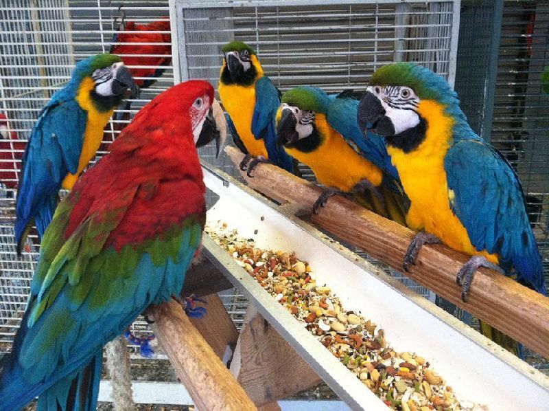 Blue & Gold Macaw parrots /Hyacinth macaw parrots /African grey & atoo parrots available now Image eClassifieds4u