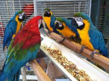 Blue & Gold Macaw parrots /Hyacinth macaw parrots /African grey & atoo parrots available now Image eClassifieds4U