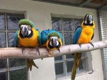 Blue & Gold Macaw parrots /Hyacinth macaw parrots /African grey & atoo parrots available now Image eClassifieds4u 2