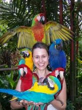 Blue & Gold Macaw parrots /Hyacinth macaw parrots /African grey & atoo parrots available now Image eClassifieds4U