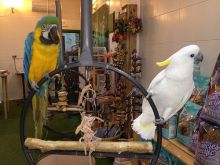 Blue & Gold Macaw parrots /Hyacinth macaw parrots /African grey & atoo parrots available now Image eClassifieds4u 3