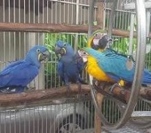 Blue & Gold Macaw parrots /Hyacinth macaw parrots /African grey & atoo parrots available now Image eClassifieds4u 3