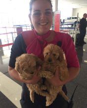 Cavapoo Puppies contact me through this email (luckpeter90@gmail.com)
