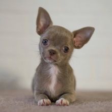 healthy 1 male and 1 female Chihuahua puppies for adoption.