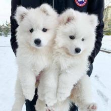cute Samoyed Male and Female Puppies For Adoption. email thomasliam331@gmail.com
