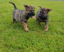 GERMAN SHEPHERD PUPPIES AVAILABLE [ richardmiles0101@gmail.com ]