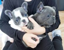 Gorgeous French Bulldog puppies for adoption. email (bensilas75@gmail.com)