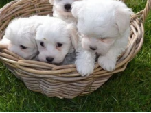 Maltese Puppies Seeking new homes Email me via merrymaltesepuppies@gmail.com