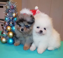 Teacup Pomeranian Puppies For Adoption Contact through lovelypomeranian155@gmail.com