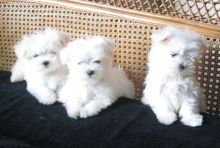 Pure White Maltese Puppies for New Homes Email me via>> merrymaltesepuppies@gmail.com