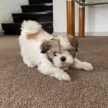Sweet Shih Tzu Puppies Male And Female Puppies For Adoption. email (goldjames815@gmail.com)