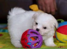 Two Maltese Puppies ready for a new home. (tylerjame00gmail.com)