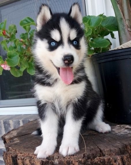 Adorable Siberian Husky For Adoption. Call or text @(204) 800-5802 Image eClassifieds4u