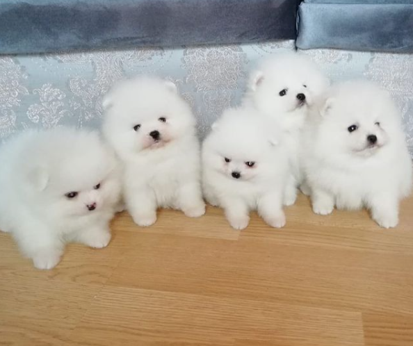 Adorable White Pomeranian Puppy! Ready to go.. Email me via ...lovelypomeranian155@gmail.com Image eClassifieds4u