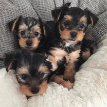 Cute Yorkie puppies available for adoption (donawayne101@gmail.com) Image eClassifieds4u 2