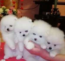 Pomeranian Puppies For Adoption Email me through lovelypomeranian155@gmail com Image eClassifieds4u 2