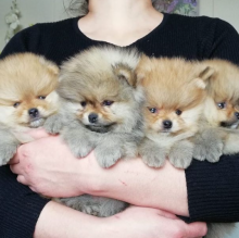 Pomeranian Puppies For Adoption Email me through.. lovelypomeranian155@gmail.com Image eClassifieds4u 1