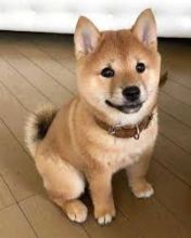 Shiba Inu Puppies for adoption. Call or text @(204) 800-5802 Image eClassifieds4U
