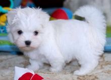 Two Maltese Puppies ready for a new home. (tylerjame00gmail.com) Image eClassifieds4u 2