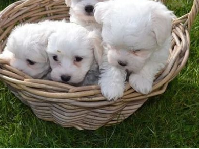 Maltese Puppies Seeking new homes Email me via merrymaltesepuppies@gmail.com Image eClassifieds4u