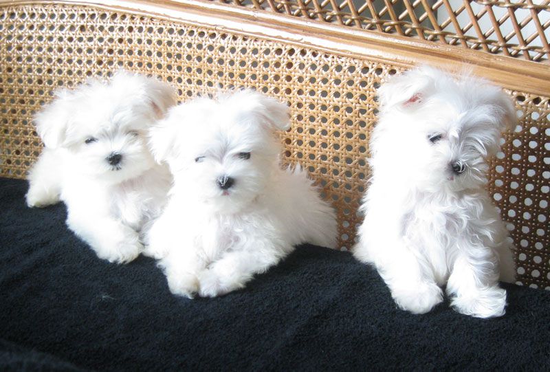 Maltese Puppies Seeking new homes Email me via merrymaltesepuppies@gmail.com Image eClassifieds4u