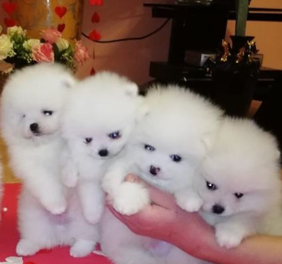 Pomeranian Puppies For Adoption Email me through lovelypomeranian155@gmail com Image eClassifieds4u
