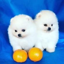 Adorable White Pomeranian Puppy! Ready to go / Email me via ...lovelypomeranian155@gmail.com Image eClassifieds4u