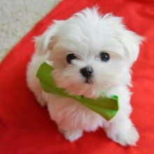 Cute Maltese puppies for adoption Email US (bryanmoore688@gmail.com )