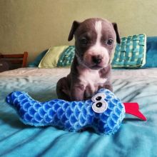 cute Blue nose pit-bull puppies for adoption Email US brymoore688@gmail.com