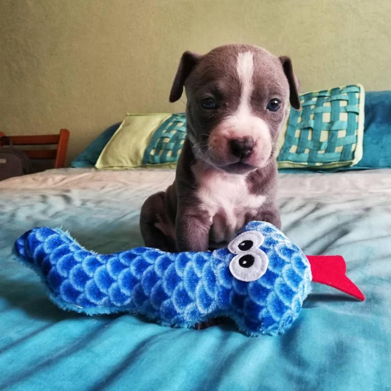 cute Blue nose pit-bull puppies for adoption Email US brymoore688@gmail.com Image eClassifieds4u