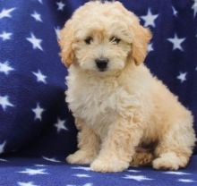 C.K.C MALE AND FEMALE Toy POODLE PUPPIES AVAILABLE