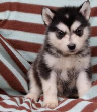 C.K.C MALE AND FEMALE ALASKAN MALAMUTE PUPPIES AVAILABLE