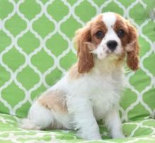 C.K.C MALE AND FEMALE CAVALIER KING CHARLES SPANIEL PUPPIES AVAILABLE