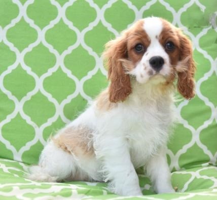 C.K.C MALE AND FEMALE CAVALIER KING CHARLES SPANIEL PUPPIES AVAILABLE Image eClassifieds4u