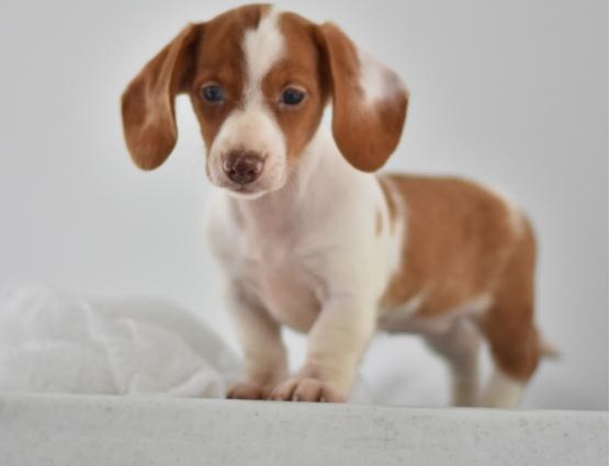 C.K.C MALE AND FEMALE DACHSHUND PUPPIES AVAILABLE Image eClassifieds4u